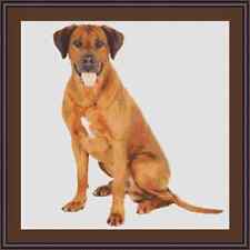 Rhodesian Ridgeback Dog Cross