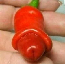 PENIS CHILLI SEEDS PETER
