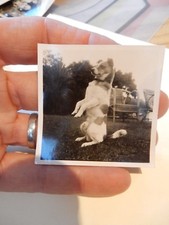 SIT BEG  DOG PORTRAIT    ORIGINAL PRIVATE PHOTOGRAPH   ERA   6 X 6  cm C