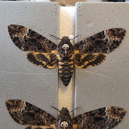 Acherontia lachesis death - death, head