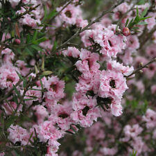 Tea Tree 'Wiri Adrienne' 9cm Plant x2. Double pink & white flowers. Leptospermum