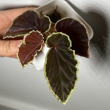 Begonia darthvaderiana