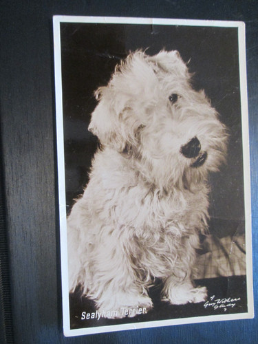 Postcard sealyham terrier - postcard,