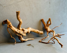 AZALEA ROOTS S | Terrarium