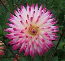 Dahlia Hayley Jane - Tubers