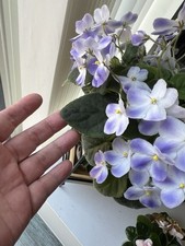 African Violet Semi-Miniature Trailer, Indoor ‘ND-Murzilka’ - 2 fresh cut leaves
