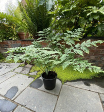 Male Fern plant XXXL Extra Massive Root (Dryopteris affinis) Plants To Your Door