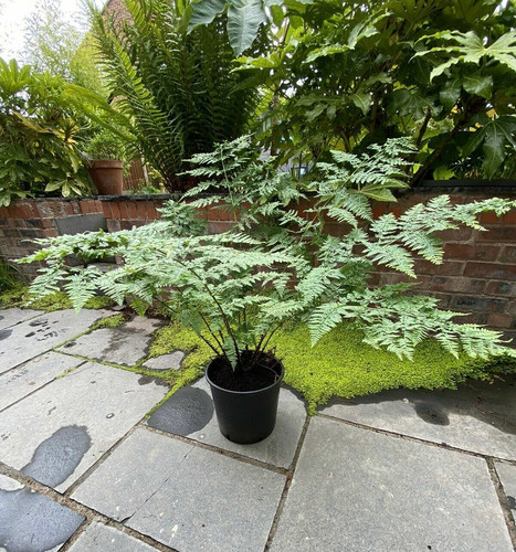 Male fern plant xxxl extra - male,