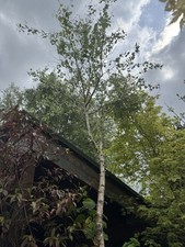 Silver Birch In Plastic Pot 3