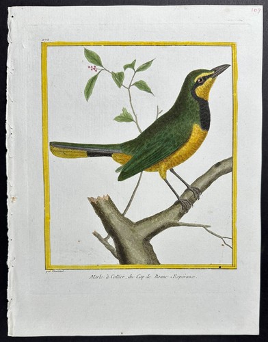 Martinet buffon bird 272 - buffon, bird.