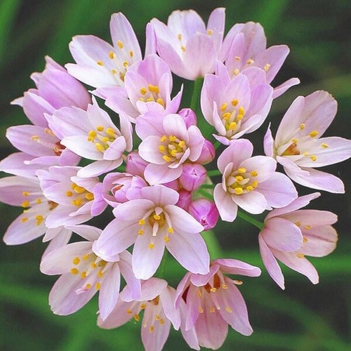 Bulbs allium pink roseum - allium,
