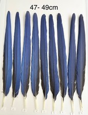 Parrot Macaw Feather Crafts