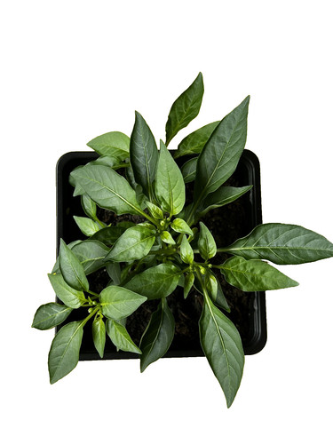 Capiscum red chilli plant - ,
