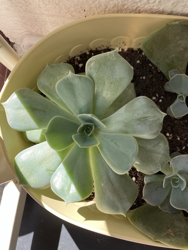 Echeveria elegans succulent - echeveria,