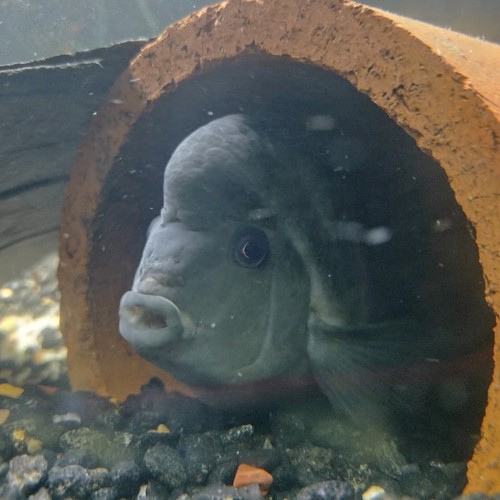 Convict cichlid breeding - convict,