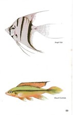 Vintage exotic fish print