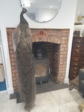 Rare Stunning opal Taxidermy Peacock blue black Interior exotic tropical bird