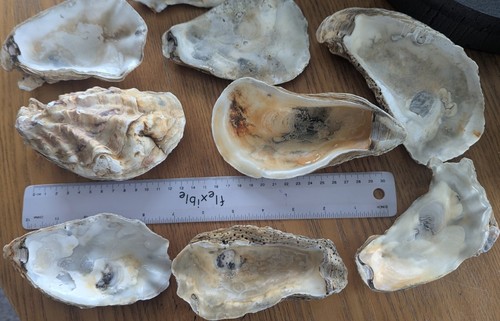 Giants oysters shells - 10,