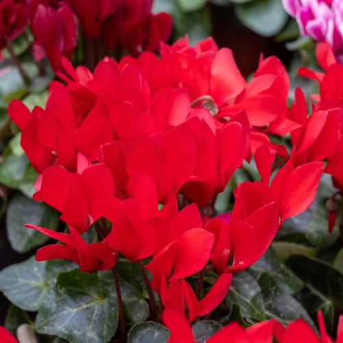 Cyclamen bright scarlet - cyclamen,