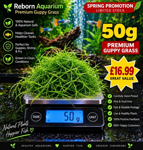 50g premium guppy - 🌱,