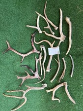 Naturally Shed Reindeer