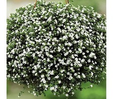 6 Trailing Bacopa Snowflake