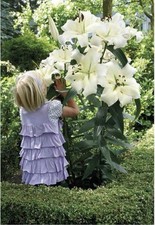 4 x Lily Pretty Woman Bulbs -