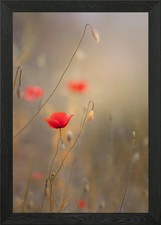 Red field poppies, macro