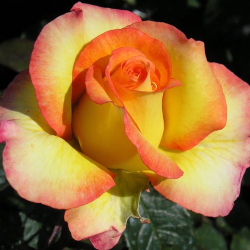 Especially for you 5 - especially,