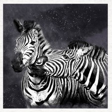 Animal - Zebra grunge