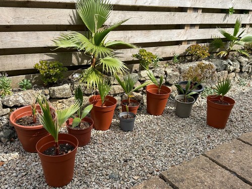 Washingtonia robusta - 10, x