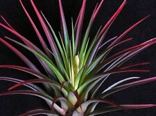 Tillandsia Tricolor Melanocrater Live air plant natural house terrarium vivarium