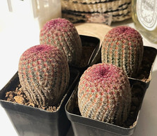 4-5cm Arizona Rainbow Cactus - Echinocereus Rigidissimus 'Rainbow Hedge'