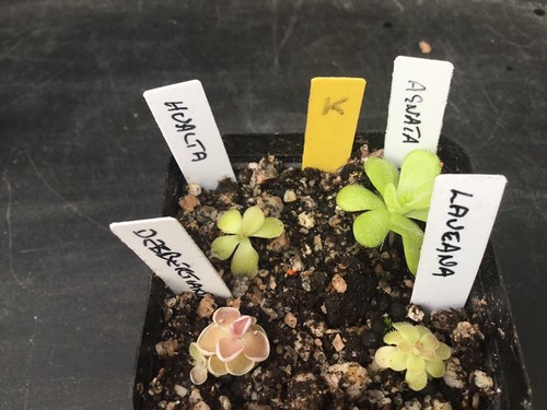 Pinguicula collection k - ,
