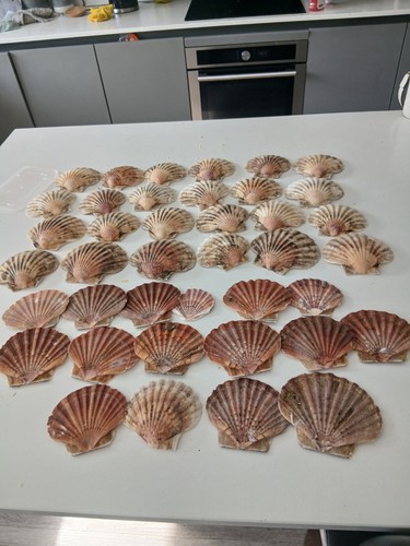 Scallop shells curved and - 40,
