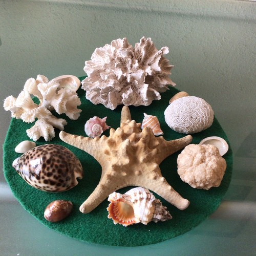 Job lot seashells ect - job, of