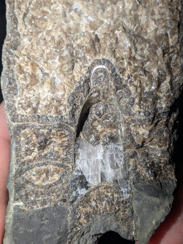 Large fossil ammonite fragment - large,