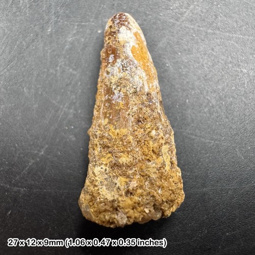 Fossilised spinosaurus