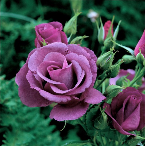 Rhapsody blue fragrant - 'rhapsody, in