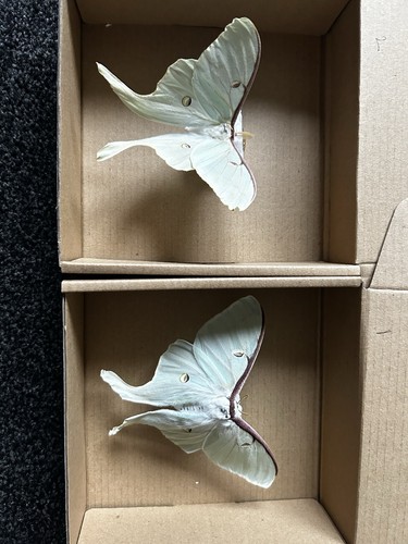 Luna moon moth pair male - luna,