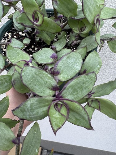 Tradescantia callisia - tradescantia, 🌸
