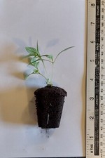 Thai basil plug plant