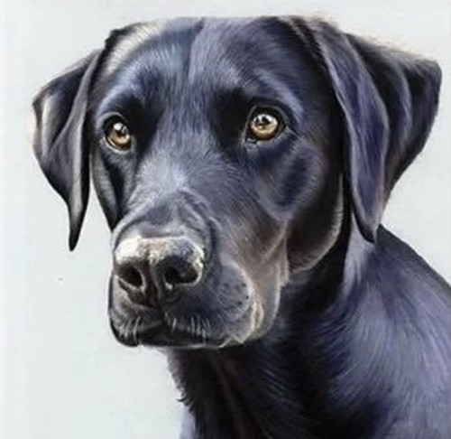 Black labrador cross - labrador, (139)