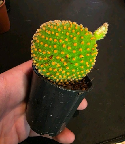 Opuntia bunnies ears - bunnies,