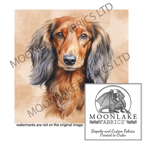 Dachshund long hair portrait - long,
