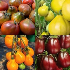 40 x TOMATO “TRUFFLE