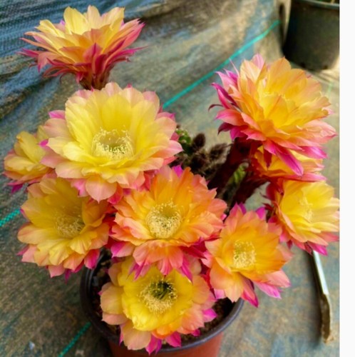 6cm echinopsis schick - 5-6cm,