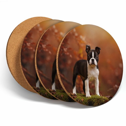 Set boston terrier puppy - set,