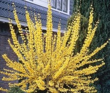 FORSYTHIA BOGO SALE -