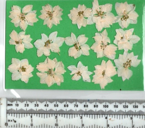 Real pressed flowers white - flowers, 15